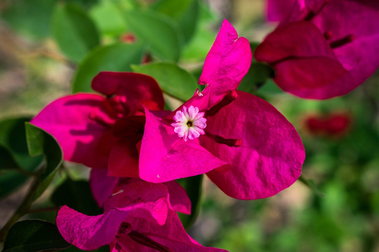 Flor de Bugambilia