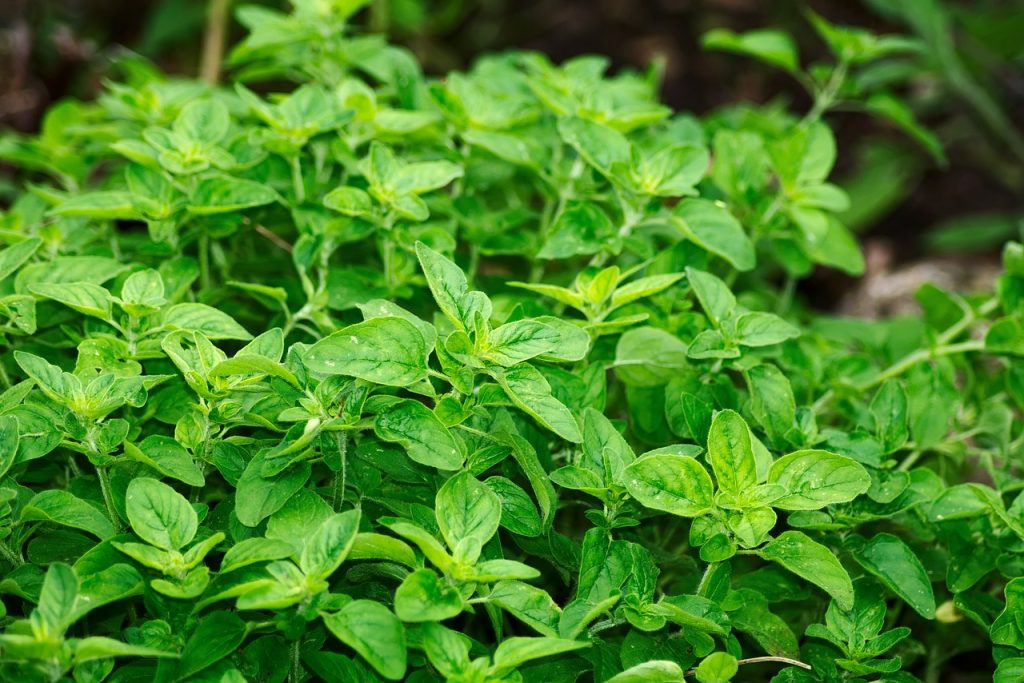oregano, leaves, herbs-2662890.jpg